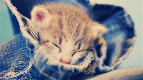 Lovely Cat Sleepng Pic Download Hd Wallpapers