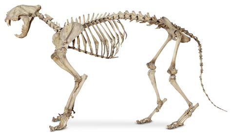 The femur, or thighbone, is the longest and largest bone in the human body. Cat Anatomy | Cat Skeleton | DK Find Out