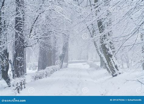 Snow Covered Winter Park During Snowfall Stock Photo Image Of