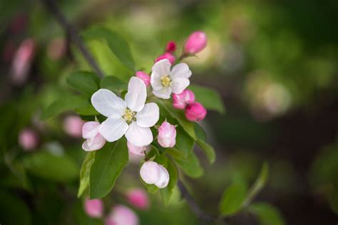 Anne Belmont Photography Crabapples In Bloom