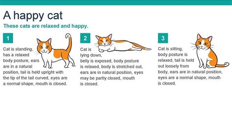 Infographic Understand A Cats Behavior Infographictv Number One