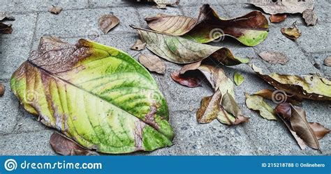 Fallen Dry Teak Leaves On Ground Stock Photo Image Of Daunjati