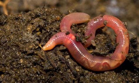 Natural Capital Coalition Why Conserving Earthworms Is More