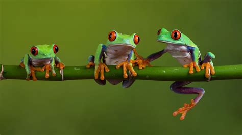 Wallpaper Id 1079858 Macro 2k Amphibian Wildlife Frogs Red Eyed