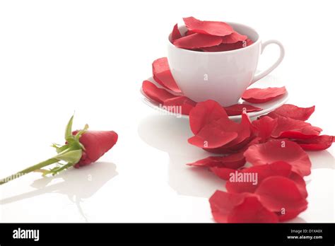 Coffee Cup And Rose Petals Stock Photo Alamy