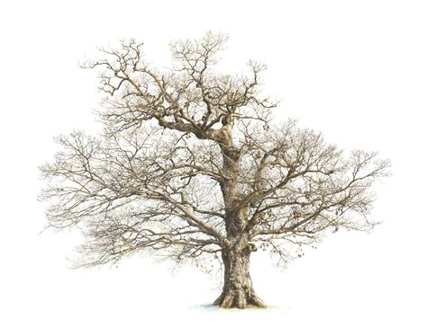 Why I Draw Oaks International Oak Society Oak Tree Tattoo Oak Tree
