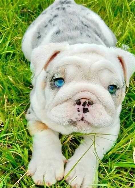 Look At How Beautiful This English Bulldog Puppys Eyes Are