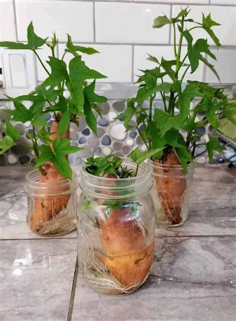 Growing Sweet Potatoes Indoors The Complete Guide