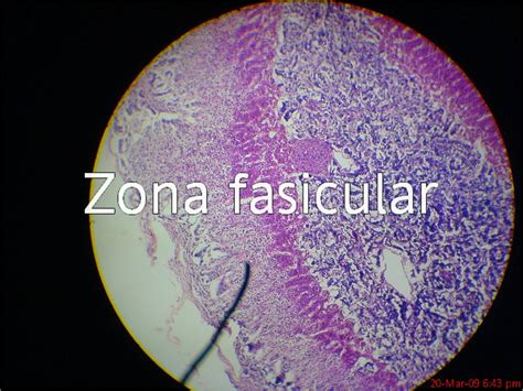 Zona Fascicular Capa Fasciculada Adrenal Capa Fasciculada Suprarrenal