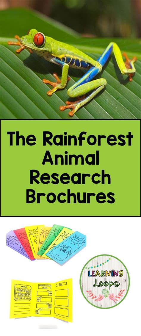 The Rainforest Animal Research Brochures Rainforest Animals