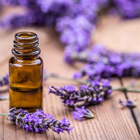 Lavender Oil Review Benefits Uses Side Effects