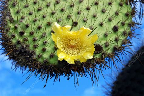 Prickly Pear Cactus Flower Stock Image B6200579 Science Photo