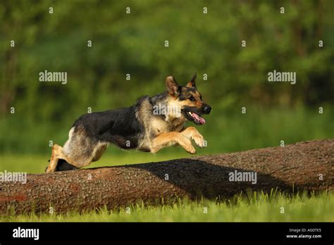 German Shepherd Dog Jumping Over Tree Trunk Stock Photo Alamy