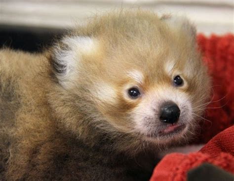 Update Hand Raised Red Panda Cub Thrives At Sacramento