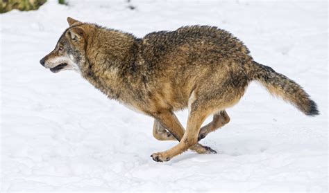 Wolf Running Fast Wolf Running Wolf Dog Wolf Poses