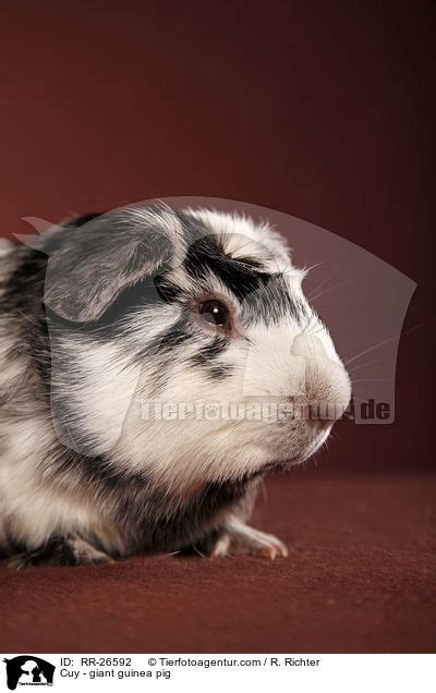 Rr 26592 Cuy Giant Guinea Pig Images Stock Pictures Buy
