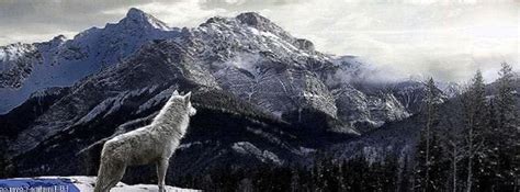 Wolf On Mountain Wallpapers Free Download