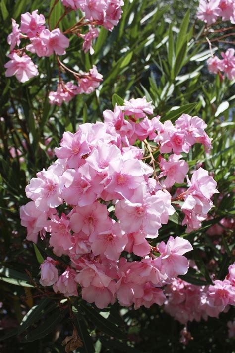 Oleanders Are Tough And Are Suited To A Variety Of Soil Types This