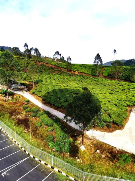 Pakej percutian cameron highland merupakan tempat percutian yang paling popular di pahang yang menjadi pilihan pelancong untuk bercuti, bukan sahaja bila datang ke cameron hingland dan ingin melakukan aktiviti yang mencabar,boleh menggunakan kenderaan 4×4, jeep ataupun atv untuk. Naik 'Belon Udara Panas' Tarikan Terbaru Di Cameron ...