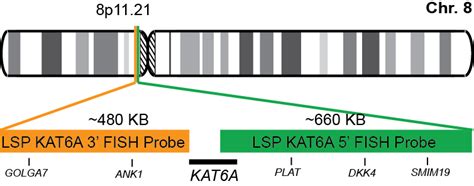 Kat6a Break Apart Fish Probe Kit Cytotest