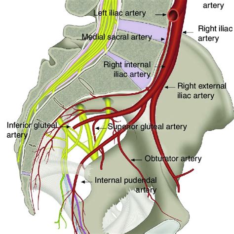 Nternal Pudendal Artery A Branch Of The Internal Iliac Artery And Its