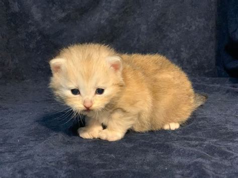 Rare Bi Metallic Siberian Kittens Are Born At Croshka Siberians