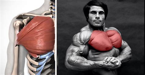 How To Build Pectoral Muscles Fast Add Inches To Your Chest In A