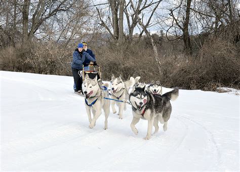 Dog Sledding In Vermont With Braeburn Siberians