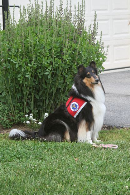 Working Collies Assistance Work Collie Dog Rough Collie Collie