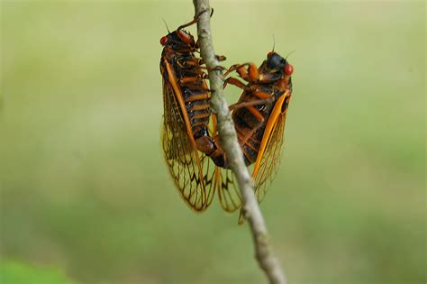 Cicada Life Cycle 20 Cicada Sex In Memoriam Etva101 Flickr