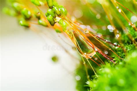 Fresh Moss And Water Drops In Green Nature Stock Photo Image Of