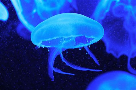 Nature Jellyfish Underwater World Tentacles Hd Wallpaper Pxfuel