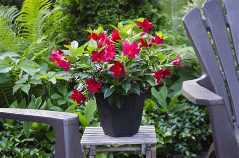 Relaxits Rio Rio Dipladenia Red Blooms Container Flowers