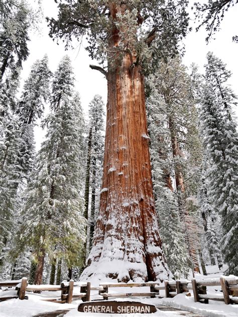 American Travel Journal General Sherman Tree Sequoia National Park