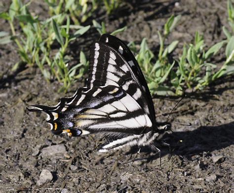 Black And White Swallowtail Papilio Eurymedon BugGuide Net