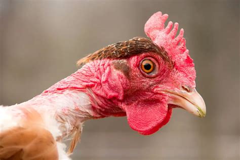 Frango Do Pescoço Pelado