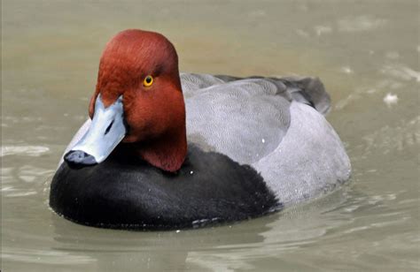 Finger Lake Poaching Trio Fined 2285 After Blasting 35 Redhead Ducks