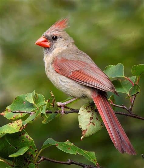 Beautiful Female Northern Cardinal Cardinal Birds Art Pet Birds