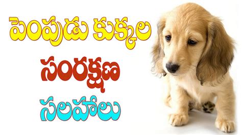 Pet Names In Telugu - Captions More