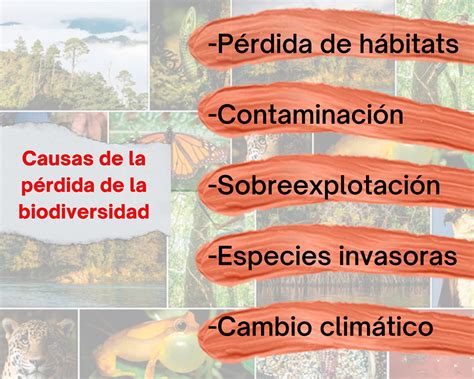 ¿por Qué Cuidar La Biodiversidad Nueva Escuela Mexicana