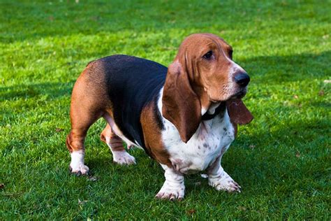 How Well Can A Basset Hound Swim Facts And Training Methods Pet Keen