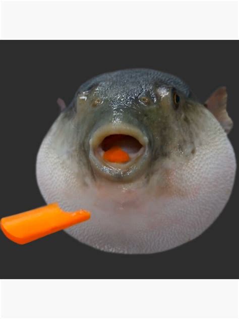 Pufferfish Eating A Carrot Meme Photographic Print By Goath Redbubble