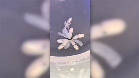 Birth Of A Baby Octopus Viewed Over 600000 Times Abc13 Houston