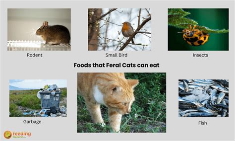What Do Feral Cats Eat 5 Foods They Love Feeding Nature