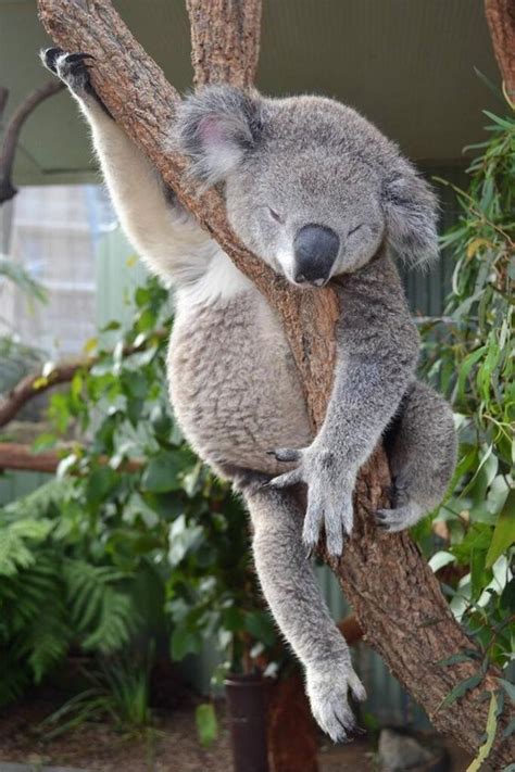 Wildlife Sleeping Koalabear Their Diet Is So Low In Calories That