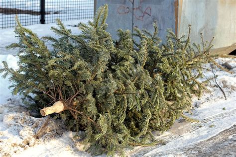 It also means you could pay. Trash Removal: How to Properly Throw Away Your Christmas ...