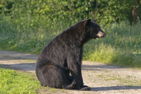 Black Bear Sitting Stock Photo Download Image Now Istock