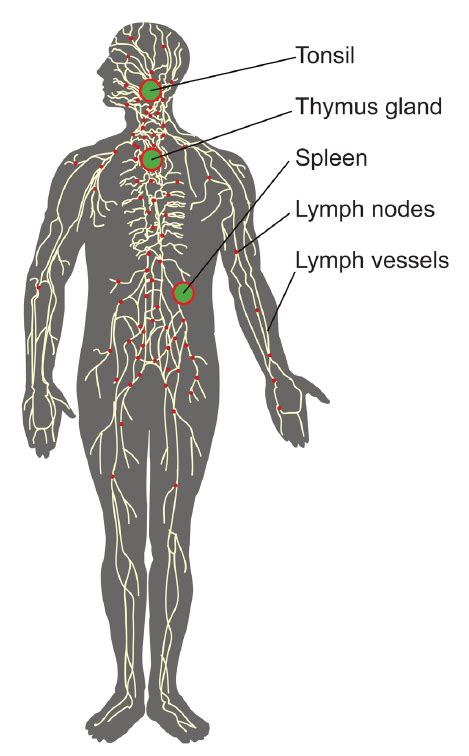 Lymphatic System Study Guide Lymphatic System Study Guide Top Hat