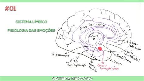 No Sistema Límbico Está Localizado A área Referente As Emoções.