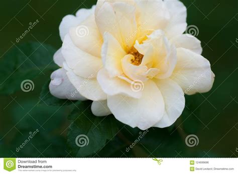 Beautiful All White Rose In A Garden Close Up Stock Photo Image Of